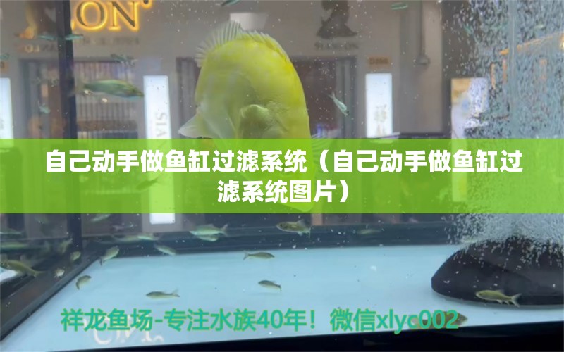 自己動(dòng)手做魚缸過(guò)濾系統(tǒng)（自己動(dòng)手做魚缸過(guò)濾系統(tǒng)圖片） 祥龍水族醫(yī)院