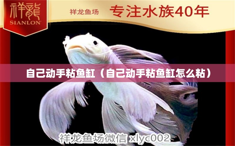 自己動手粘魚缸（自己動手粘魚缸怎么粘）