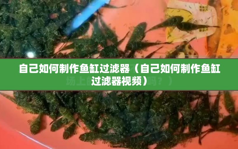 自己如何制作魚缸過(guò)濾器（自己如何制作魚缸過(guò)濾器視頻） 水族問(wèn)答