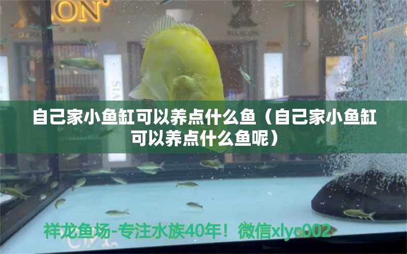 自己家小魚缸可以養(yǎng)點(diǎn)什么魚（自己家小魚缸可以養(yǎng)點(diǎn)什么魚呢） 祥龍水族醫(yī)院