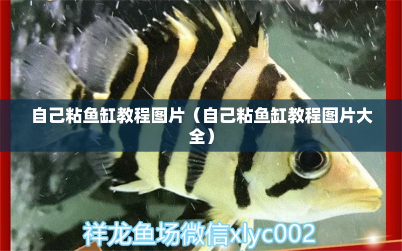 自己粘魚缸教程圖片（自己粘魚缸教程圖片大全）