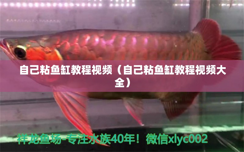 自己粘魚缸教程視頻（自己粘魚缸教程視頻大全）