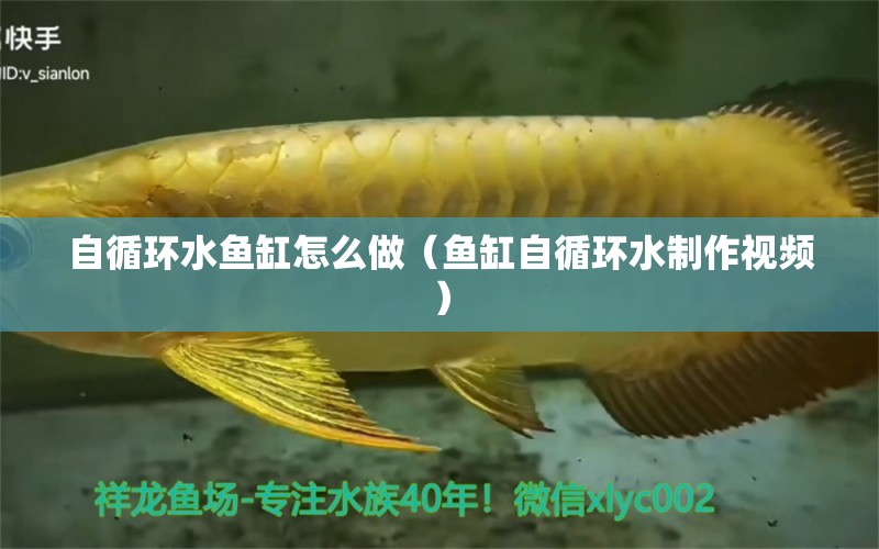 自循環(huán)水魚缸怎么做（魚缸自循環(huán)水制作視頻）