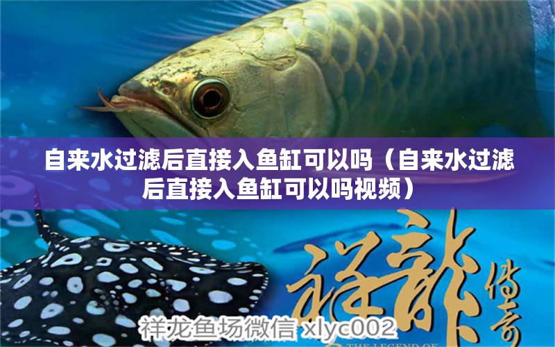 自來水過濾后直接入魚缸可以嗎（自來水過濾后直接入魚缸可以嗎視頻） 觀賞魚市場（混養(yǎng)魚）