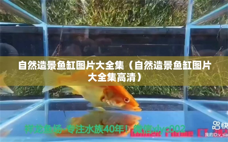 自然造景魚缸圖片大全集（自然造景魚缸圖片大全集高清）