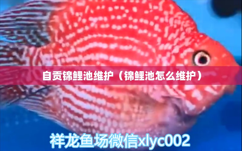 自貢錦鯉池維護(hù)（錦鯉池怎么維護(hù)） 祥龍水族濾材/器材