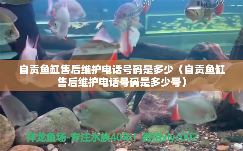 自貢魚(yú)缸售后維護(hù)電話號(hào)碼是多少（自貢魚(yú)缸售后維護(hù)電話號(hào)碼是多少號(hào)）