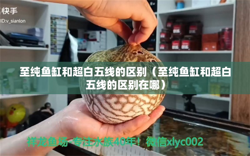 至純魚缸和超白五線的區(qū)別（至純魚缸和超白五線的區(qū)別在哪）