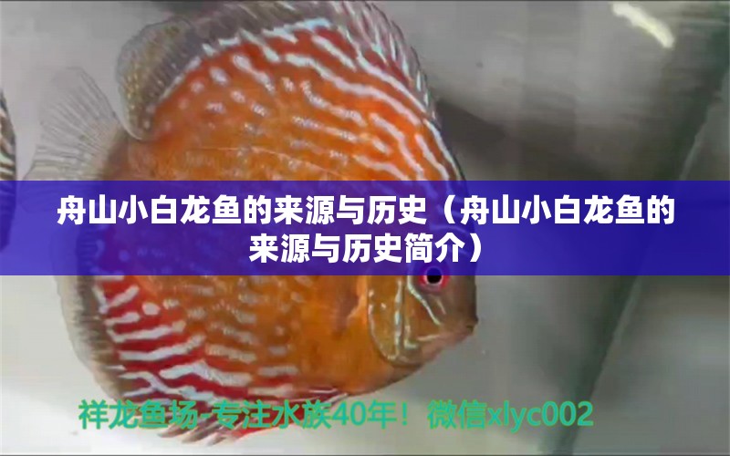 舟山小白龍魚的來源與歷史（舟山小白龍魚的來源與歷史簡介）