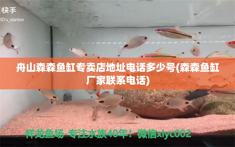 舟山森森魚缸專賣店地址電話多少號(森森魚缸廠家聯(lián)系電話) 進(jìn)口元寶鳳凰魚 第1張