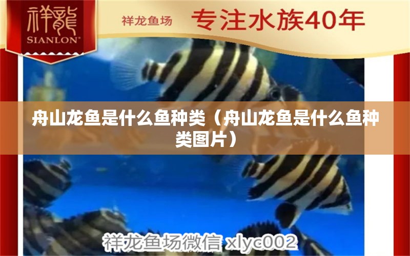 舟山龍魚(yú)是什么魚(yú)種類（舟山龍魚(yú)是什么魚(yú)種類圖片）