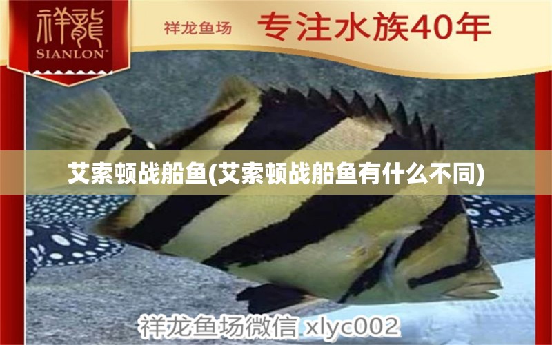 艾索頓戰(zhàn)船魚(艾索頓戰(zhàn)船魚有什么不同)