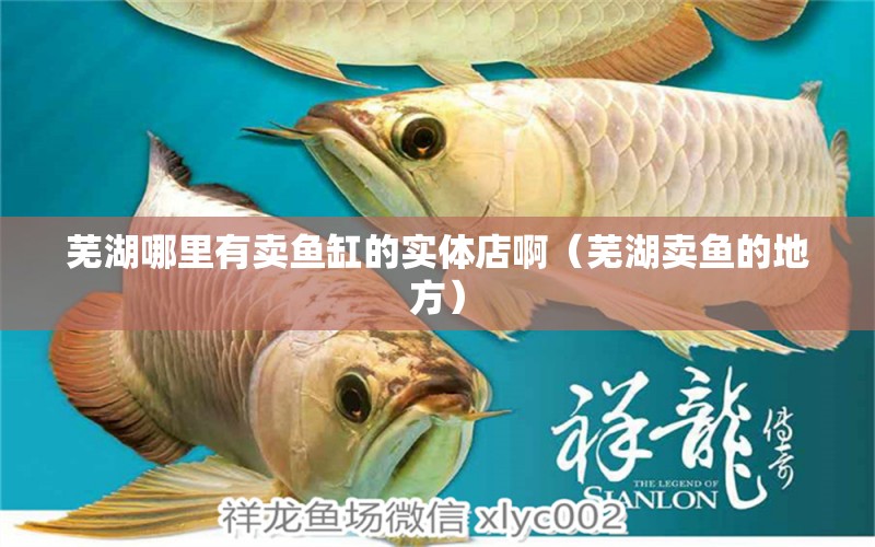 蕪湖哪里有賣魚缸的實體店啊（蕪湖賣魚的地方）