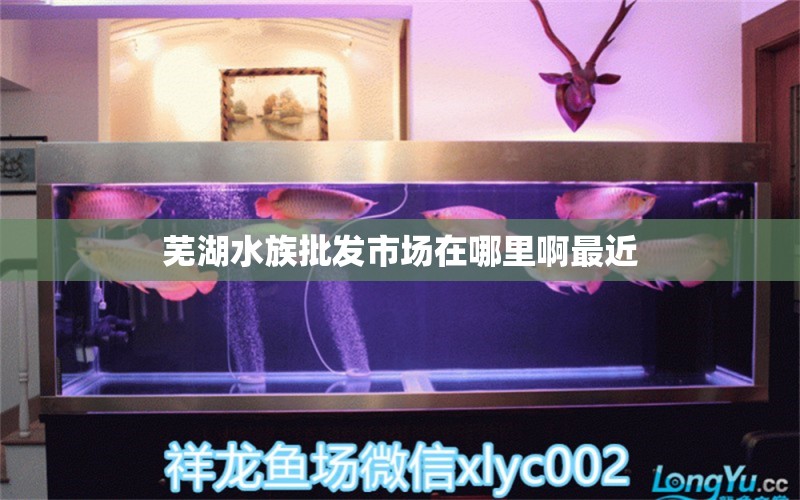 蕪湖水族批發(fā)市場在哪里啊最近