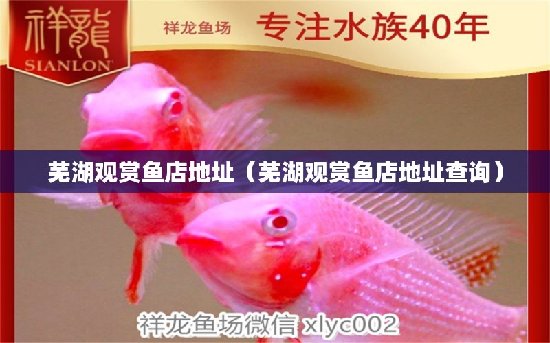 蕪湖觀賞魚店地址（蕪湖觀賞魚店地址查詢） 量子養(yǎng)魚技術(shù)