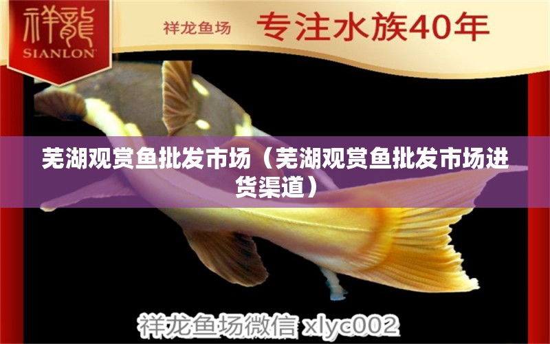 蕪湖觀賞魚(yú)批發(fā)市場(chǎng)（蕪湖觀賞魚(yú)批發(fā)市場(chǎng)進(jìn)貨渠道）