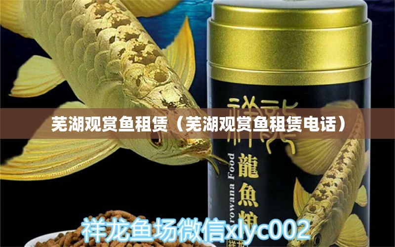 蕪湖觀賞魚租賃（蕪湖觀賞魚租賃電話）