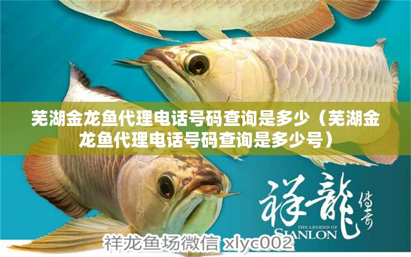 蕪湖金龍魚代理電話號(hào)碼查詢是多少（蕪湖金龍魚代理電話號(hào)碼查詢是多少號(hào)） 祥龍水族醫(yī)院