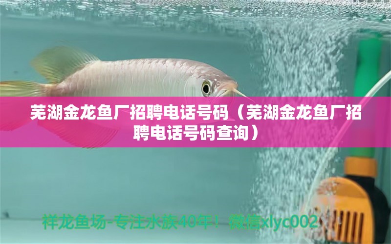 蕪湖金龍魚(yú)廠(chǎng)招聘電話(huà)號(hào)碼（蕪湖金龍魚(yú)廠(chǎng)招聘電話(huà)號(hào)碼查詢(xún)）