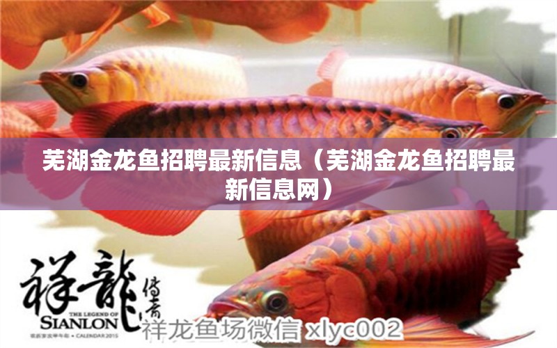 蕪湖金龍魚招聘最新信息（蕪湖金龍魚招聘最新信息網(wǎng)）