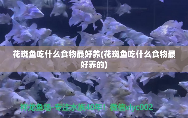 花斑魚吃什么食物最好養(yǎng)(花斑魚吃什么食物最好養(yǎng)的) 錦鯉池魚池建設(shè)