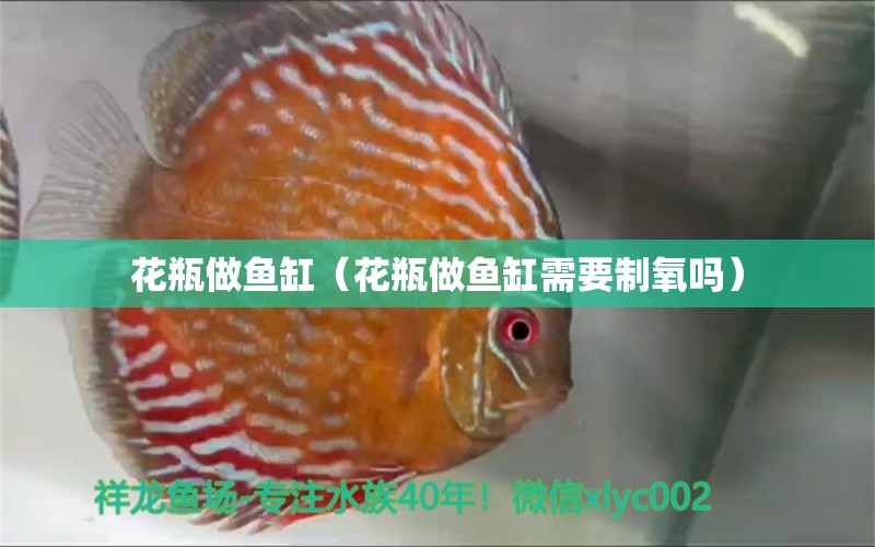 花瓶做魚缸（花瓶做魚缸需要制氧嗎） 狗頭魚