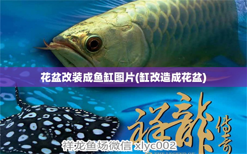 花盆改裝成魚缸圖片(缸改造成花盆) 檸檬鯽