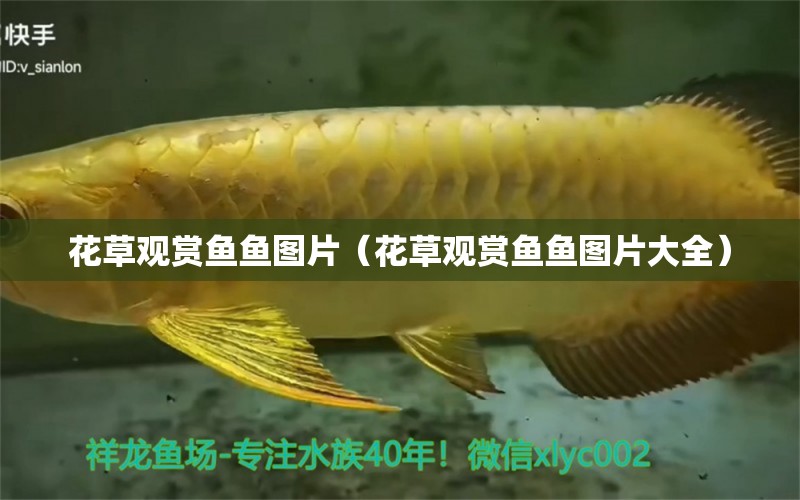 花草觀賞魚魚圖片（花草觀賞魚魚圖片大全）