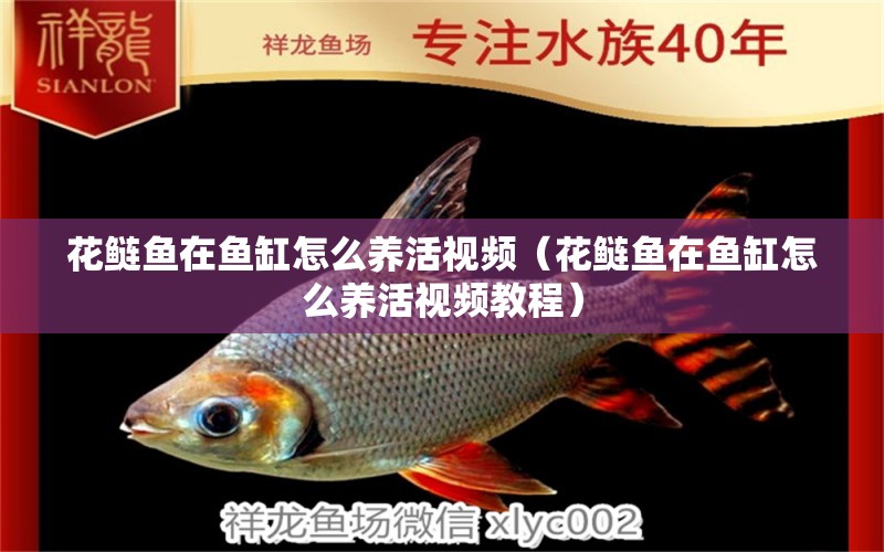 花鰱魚在魚缸怎么養(yǎng)活視頻（花鰱魚在魚缸怎么養(yǎng)活視頻教程）