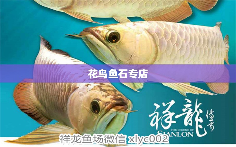 花鳥魚石專店 全國水族館企業(yè)名錄