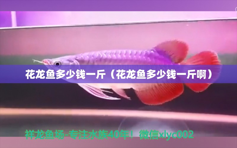 花龍魚多少錢一斤（花龍魚多少錢一斤?。? title=