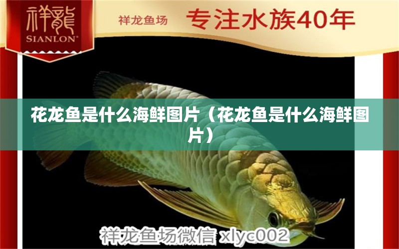 花龍魚是什么海鮮圖片（花龍魚是什么海鮮圖片） 黃金鴨嘴魚