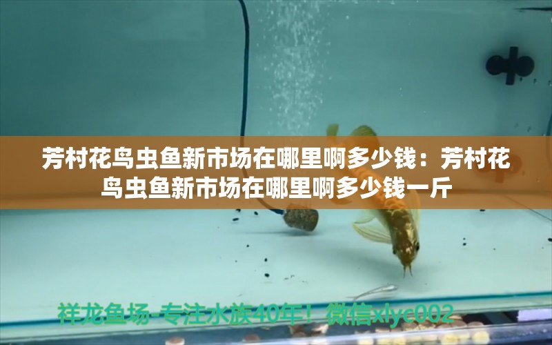 芳村花鳥蟲魚新市場在哪里啊多少錢：芳村花鳥蟲魚新市場在哪里啊多少錢一斤