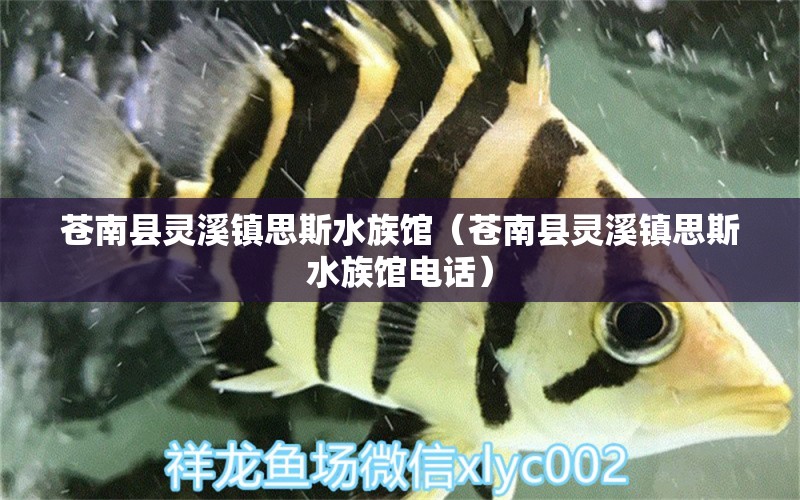 蒼南縣靈溪鎮(zhèn)思斯水族館（蒼南縣靈溪鎮(zhèn)思斯水族館電話）