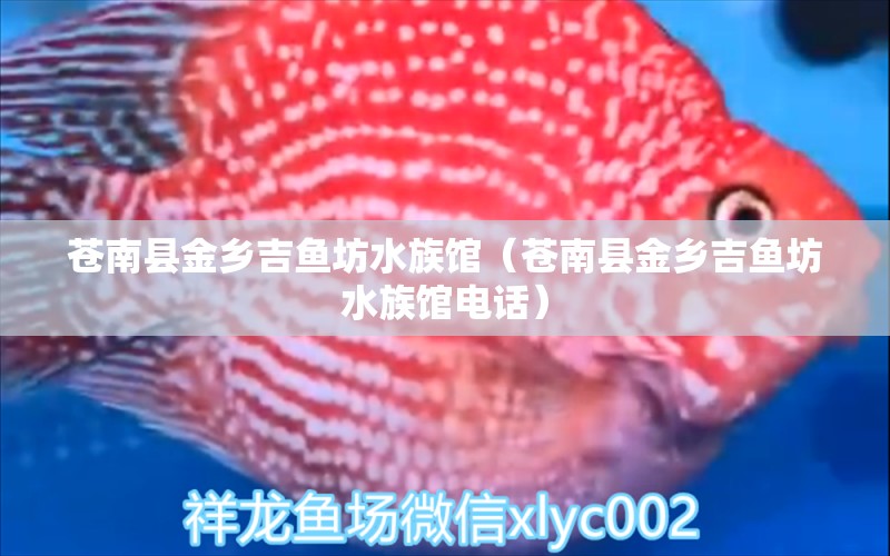 蒼南縣金鄉(xiāng)吉魚坊水族館（蒼南縣金鄉(xiāng)吉魚坊水族館電話）