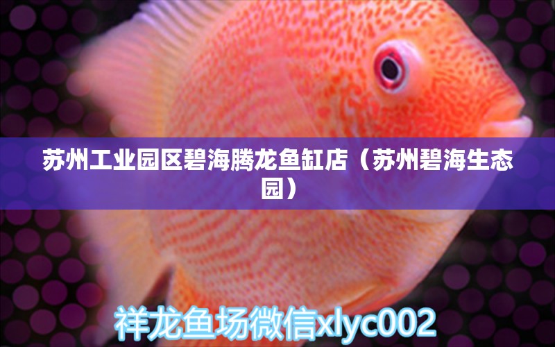 蘇州工業(yè)園區(qū)碧海騰龍魚缸店（蘇州碧海生態(tài)園）