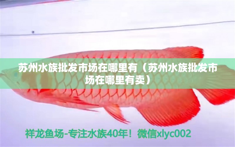 蘇州水族批發(fā)市場(chǎng)在哪里有（蘇州水族批發(fā)市場(chǎng)在哪里有賣(mài)）