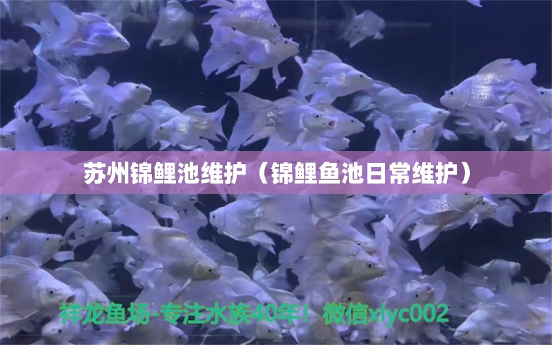 蘇州錦鯉池維護（錦鯉魚池日常維護） 新加坡號半紅龍魚（練手級紅龍魚）