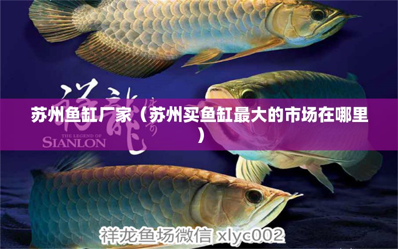 蘇州魚缸廠家（蘇州買魚缸最大的市場在哪里）