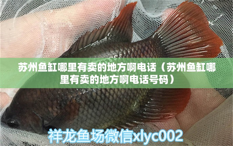 蘇州魚(yú)缸哪里有賣(mài)的地方啊電話（蘇州魚(yú)缸哪里有賣(mài)的地方啊電話號(hào)碼） 祥龍水族醫(yī)院