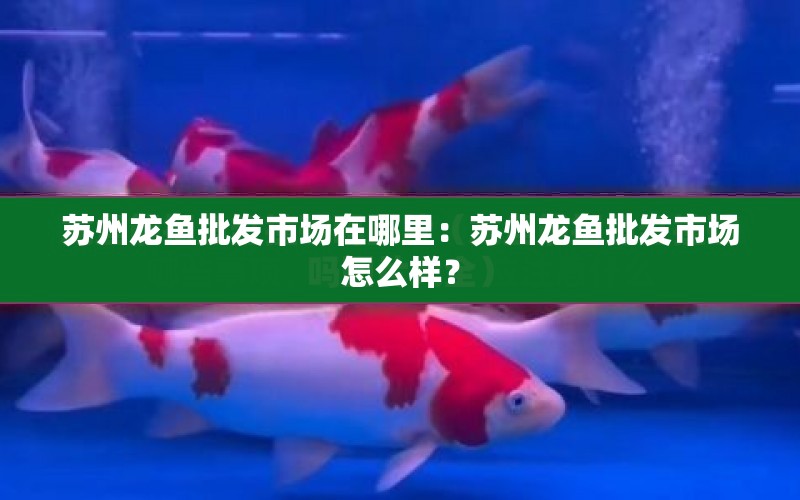 蘇州龍魚批發(fā)市場在哪里：蘇州龍魚批發(fā)市場怎么樣？ 水族問答