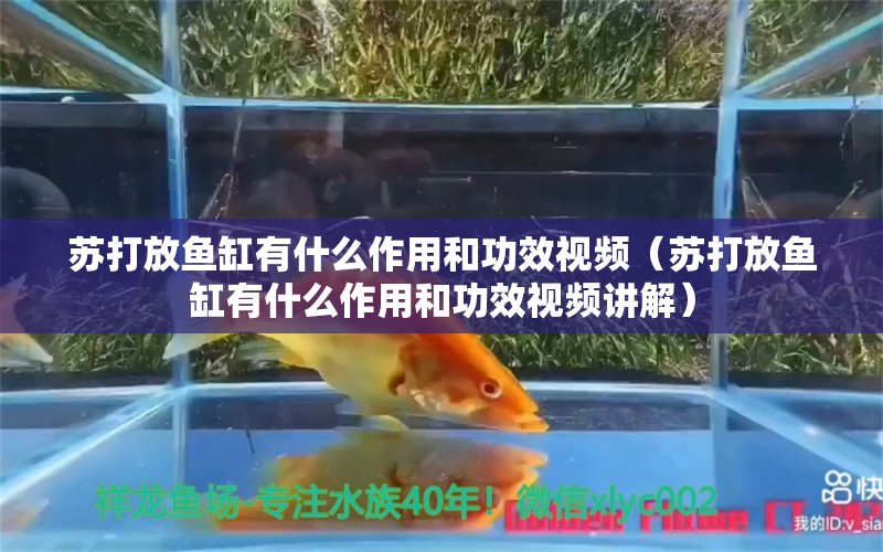 蘇打放魚缸有什么作用和功效視頻（蘇打放魚缸有什么作用和功效視頻講解） 觀賞魚市場（混養(yǎng)魚）