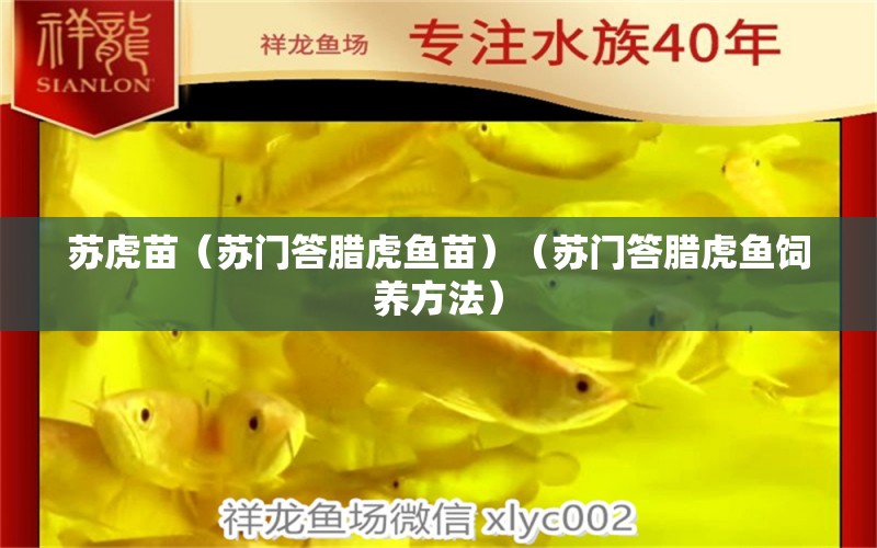 蘇虎苗（蘇門答臘虎魚苗）（蘇門答臘虎魚飼養(yǎng)方法）