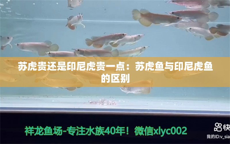 蘇虎貴還是印尼虎貴一點(diǎn)：蘇虎魚(yú)與印尼虎魚(yú)的區(qū)別 蘇虎 第2張