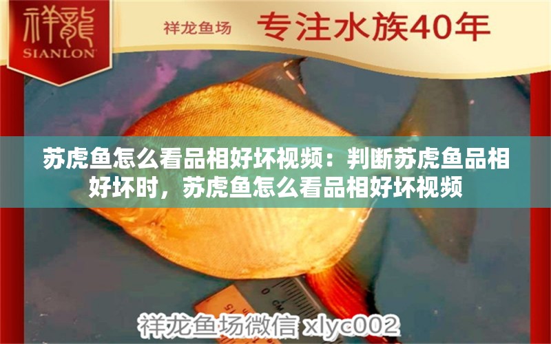 蘇虎魚怎么看品相好壞視頻：判斷蘇虎魚品相好壞時，蘇虎魚怎么看品相好壞視頻 蘇虎 第2張