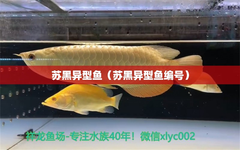 蘇黑異型魚（蘇黑異型魚編號） 廣州龍魚批發(fā)市場