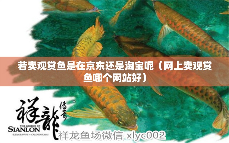 若賣觀賞魚是在京東還是淘寶呢（網(wǎng)上賣觀賞魚哪個(gè)網(wǎng)站好）