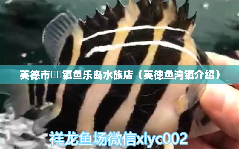 英德市浛洸鎮(zhèn)魚樂島水族店（英德魚灣鎮(zhèn)介紹） 全國水族館企業(yè)名錄