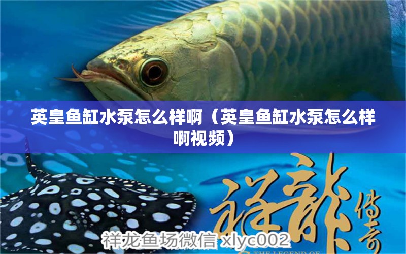 英皇魚缸水泵怎么樣啊（英皇魚缸水泵怎么樣啊視頻） 魚缸水泵