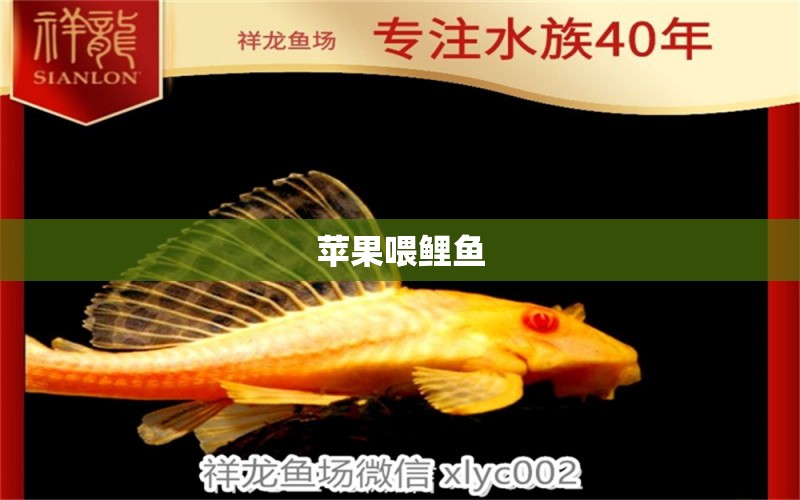 蘋果喂鯉魚 觀賞魚論壇 第2張